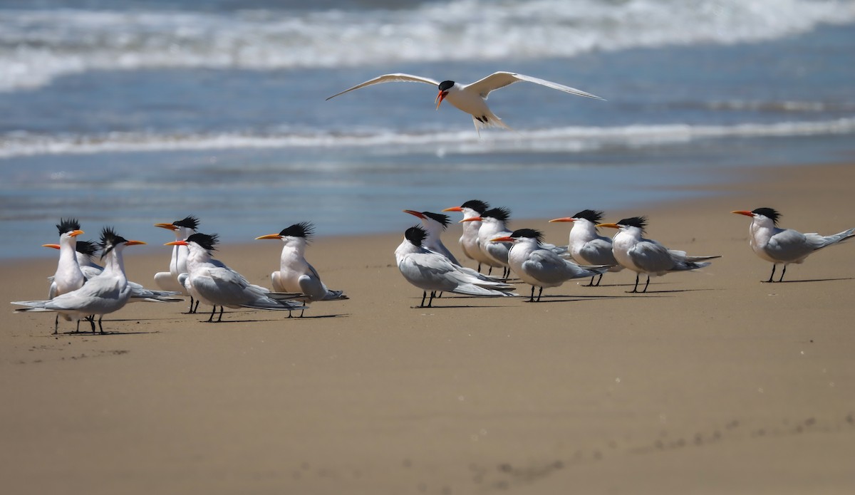 Royal Tern - ML617661345