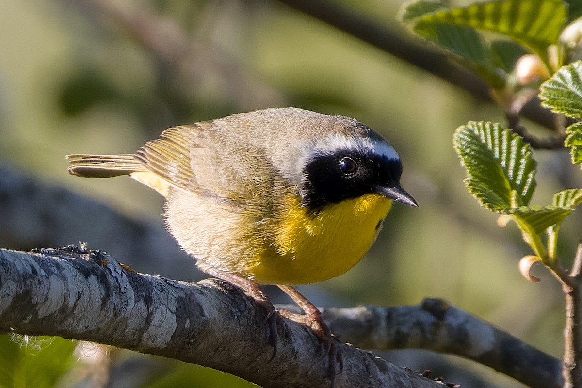 Common Yellowthroat - ML617661370