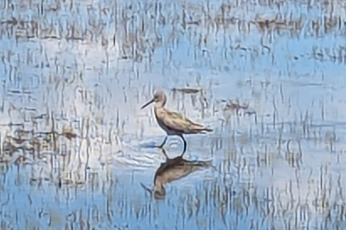 Willet - ML617661450