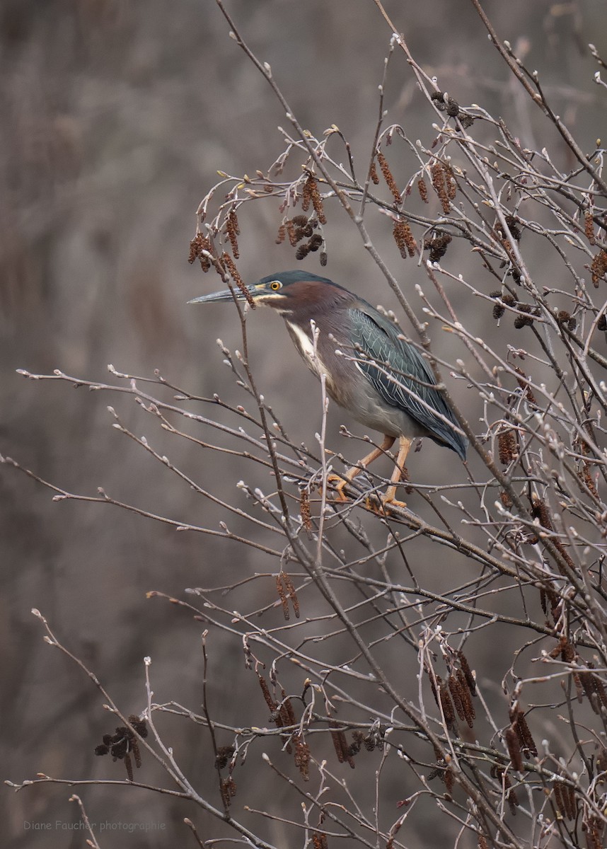 Green Heron - ML617661461