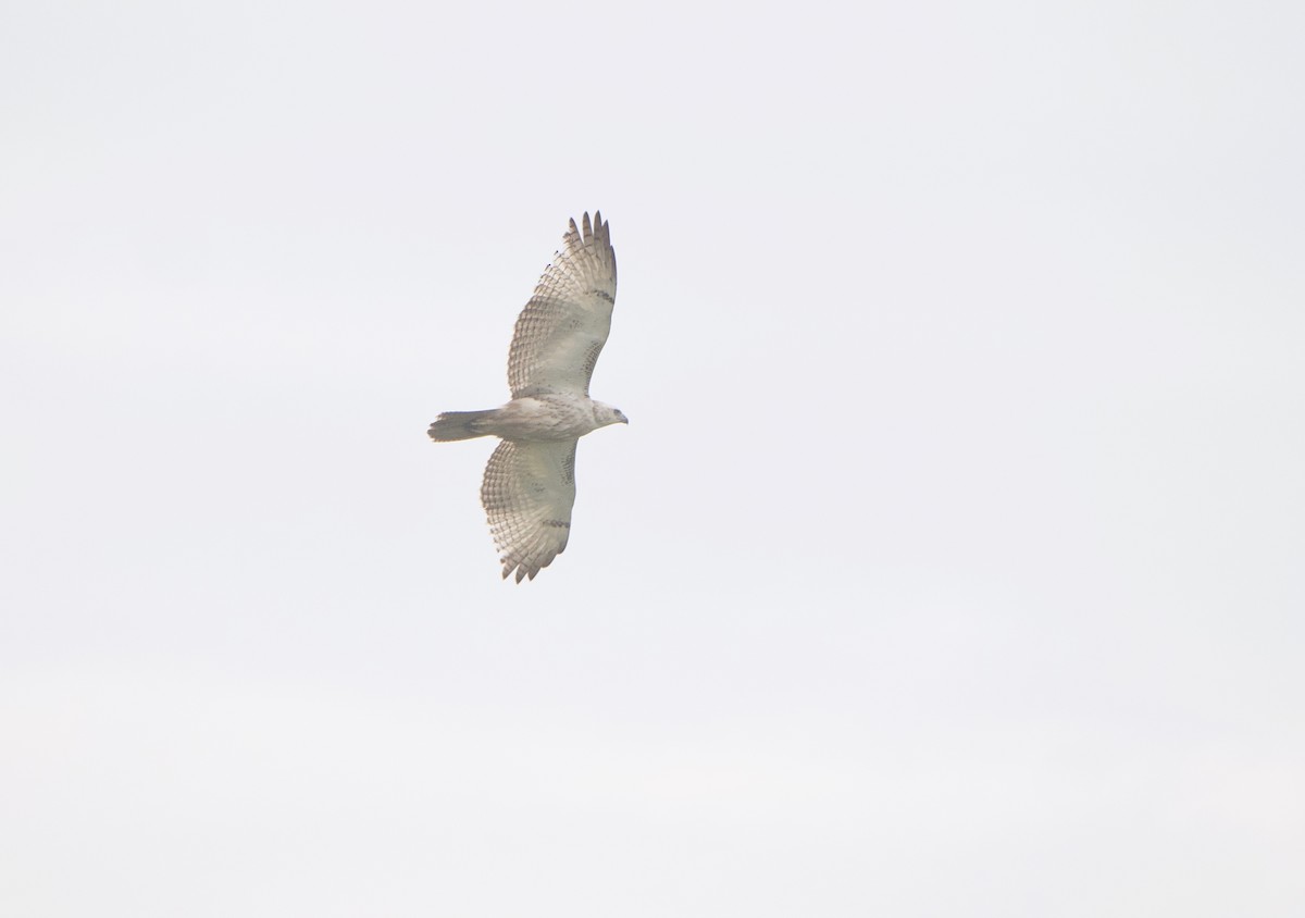 Red-tailed Hawk (Krider's) - ML617661471