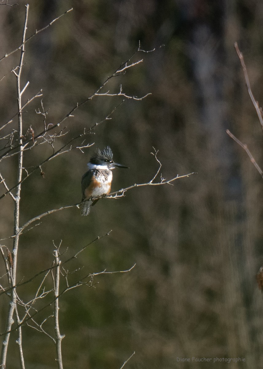 Belted Kingfisher - ML617661474