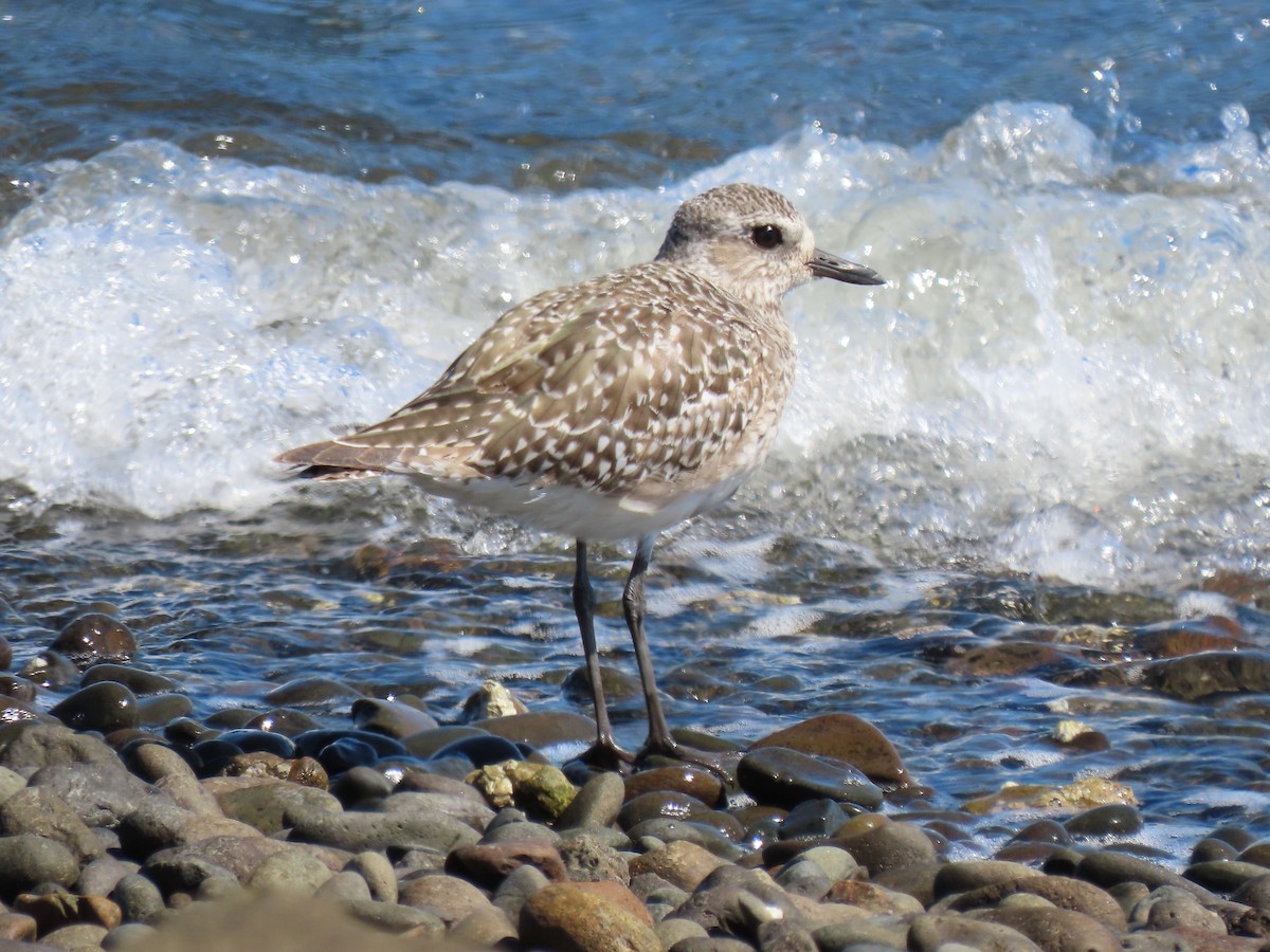 Black-bellied Plover - ML617661523