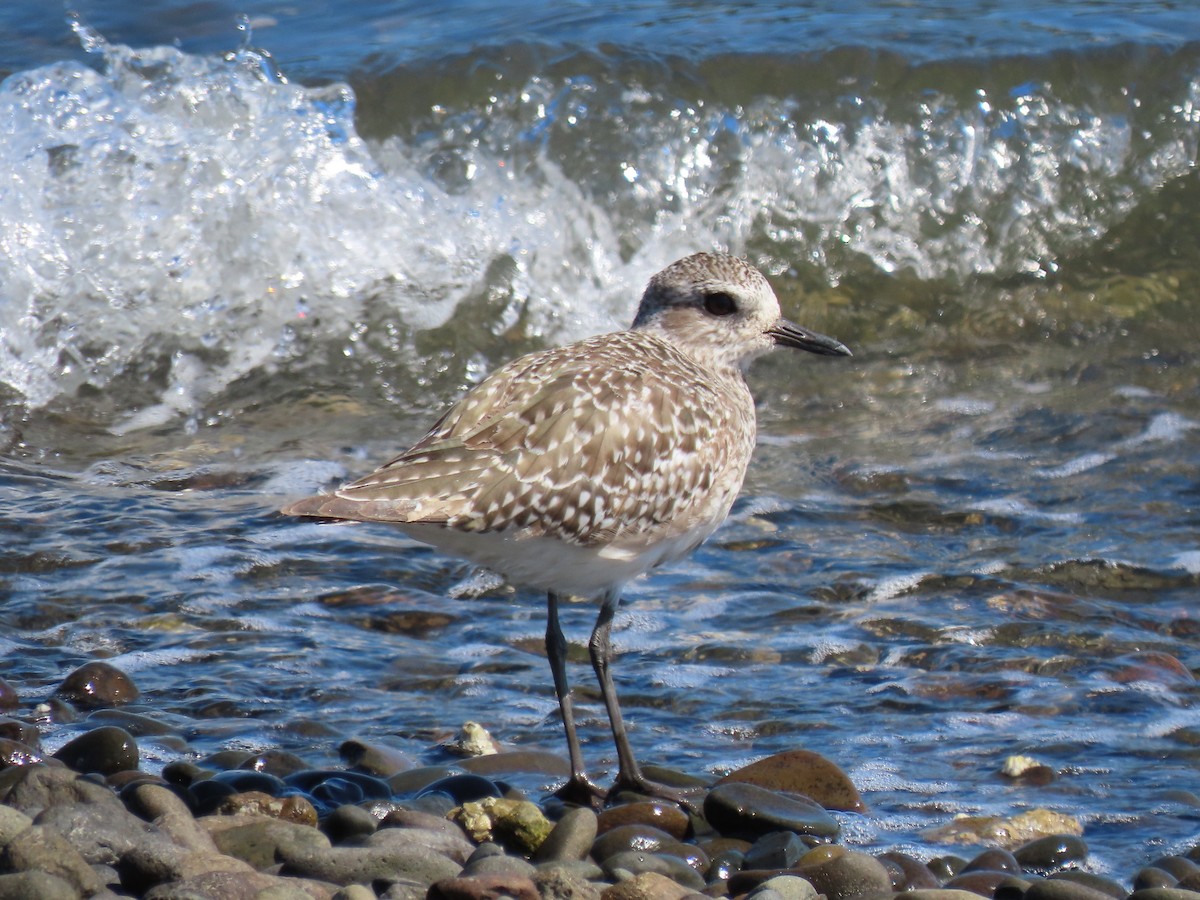 Black-bellied Plover - ML617661525