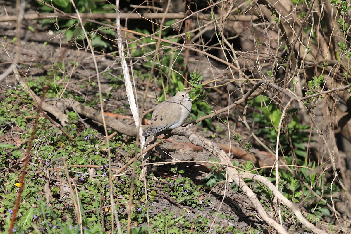 Mourning Dove - ML617661534