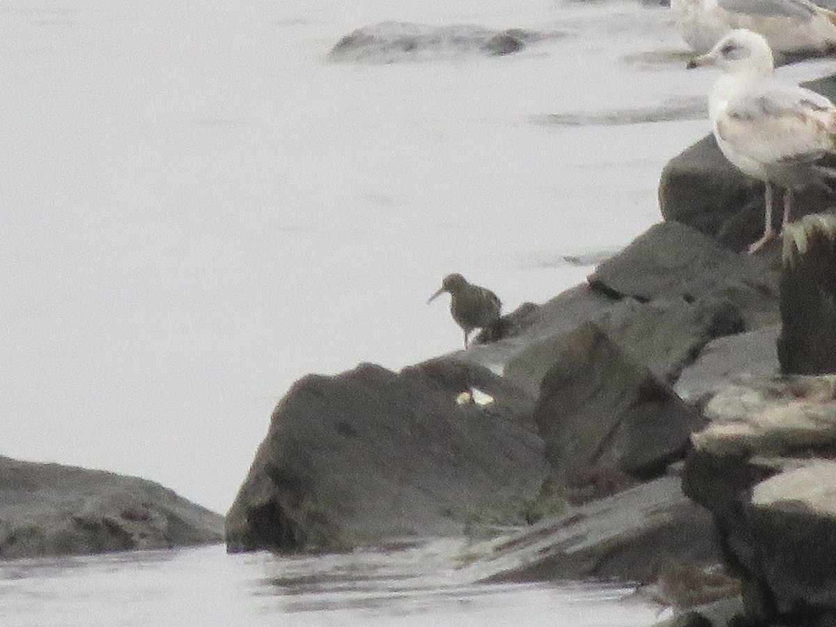 Purple Sandpiper - ML617661544