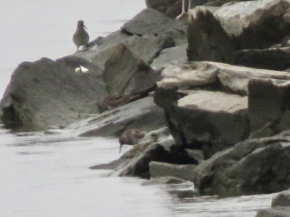 Purple Sandpiper - ML617661547