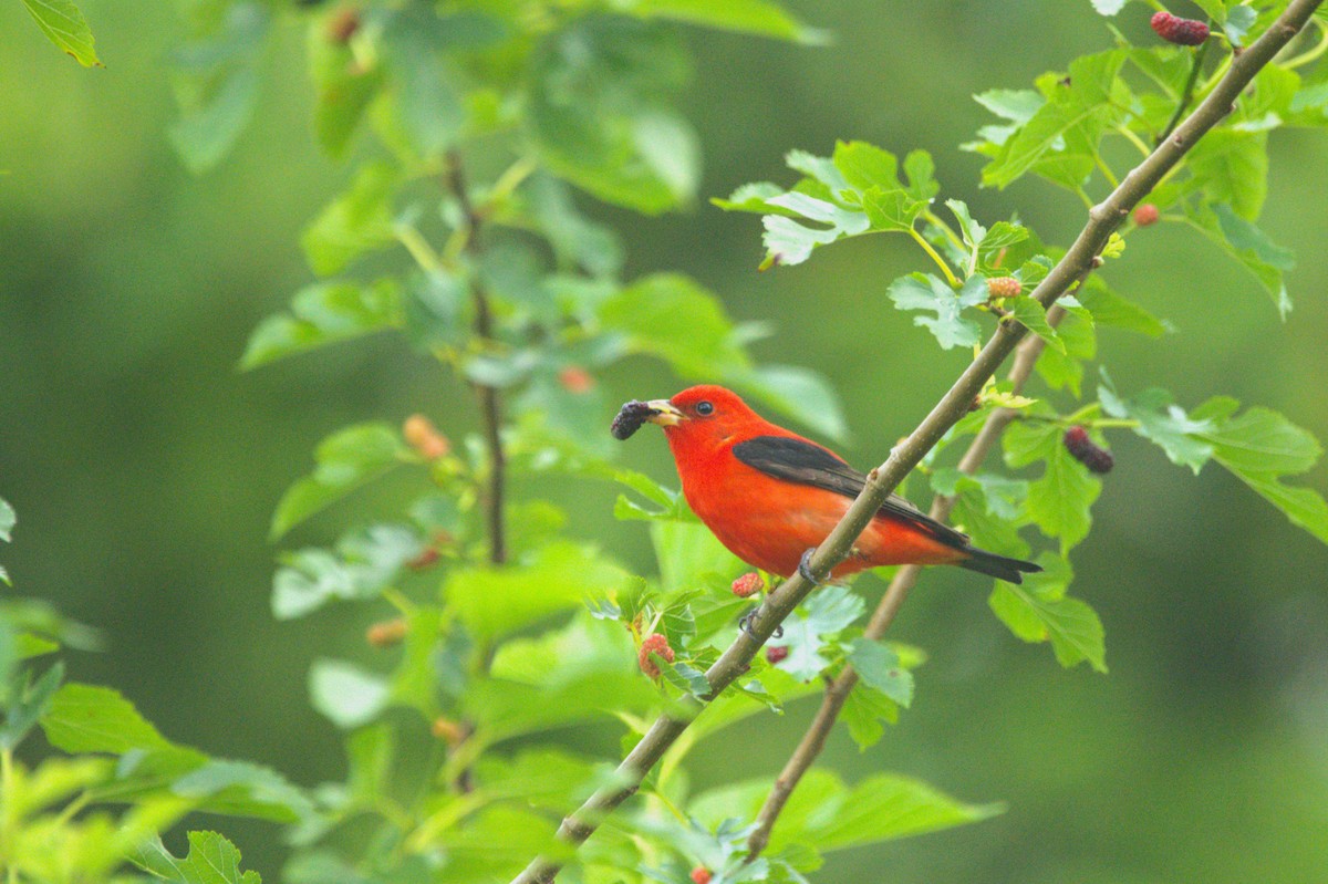 Scarlet Tanager - ML617661573