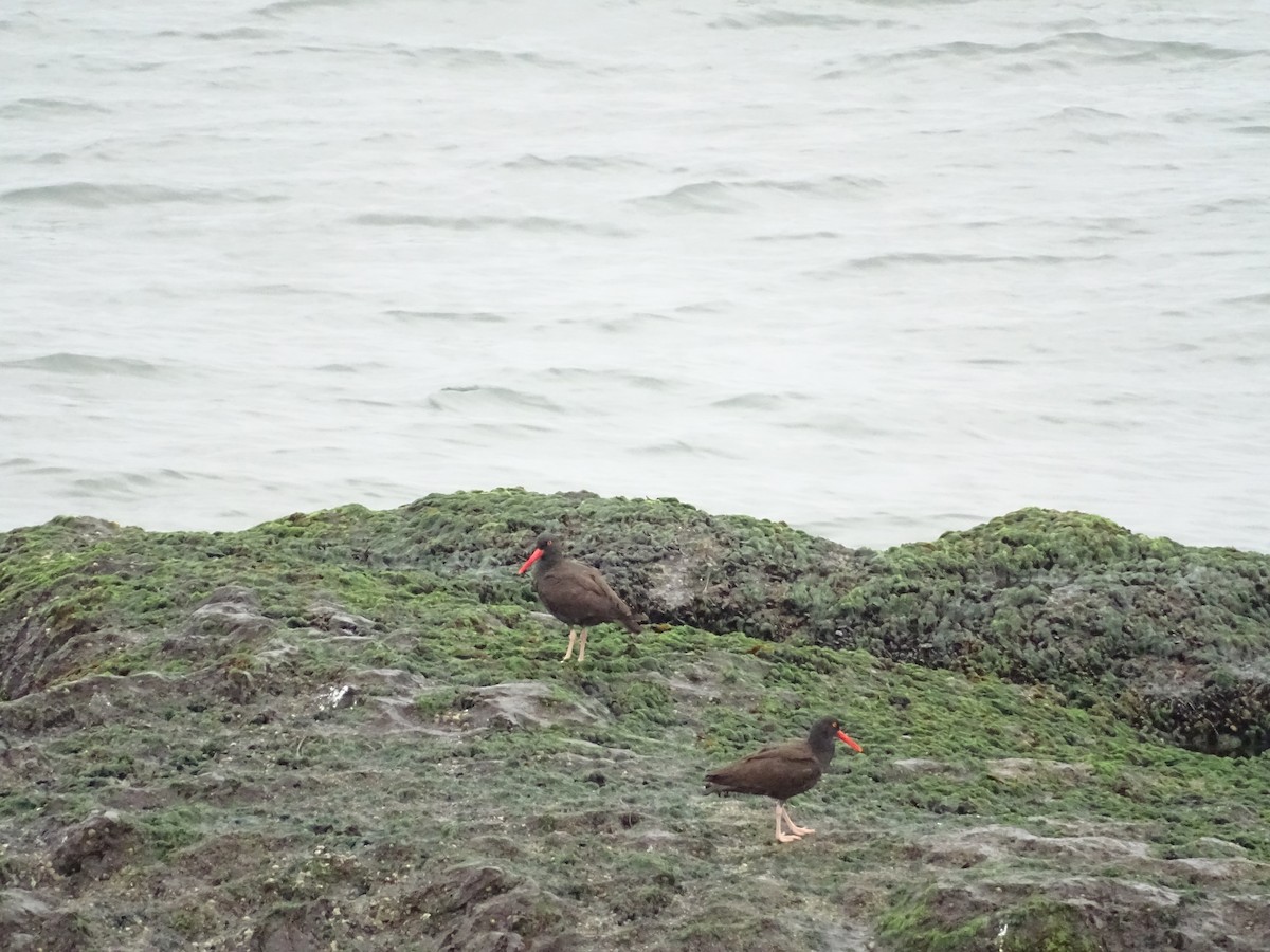 Black Oystercatcher - ML617661576