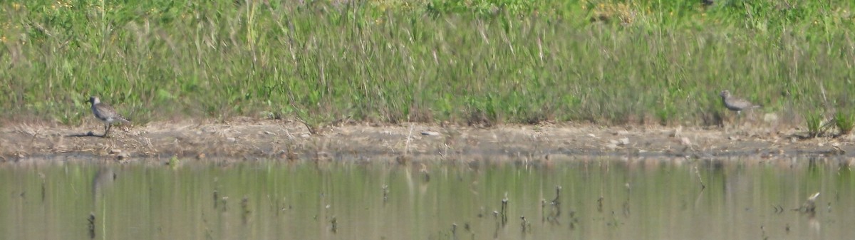 Black-bellied Plover - Víctor Coello Cámara