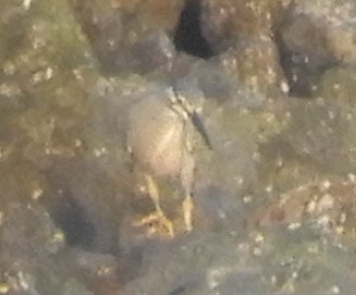 Striated Heron (Old World) - ML617661582