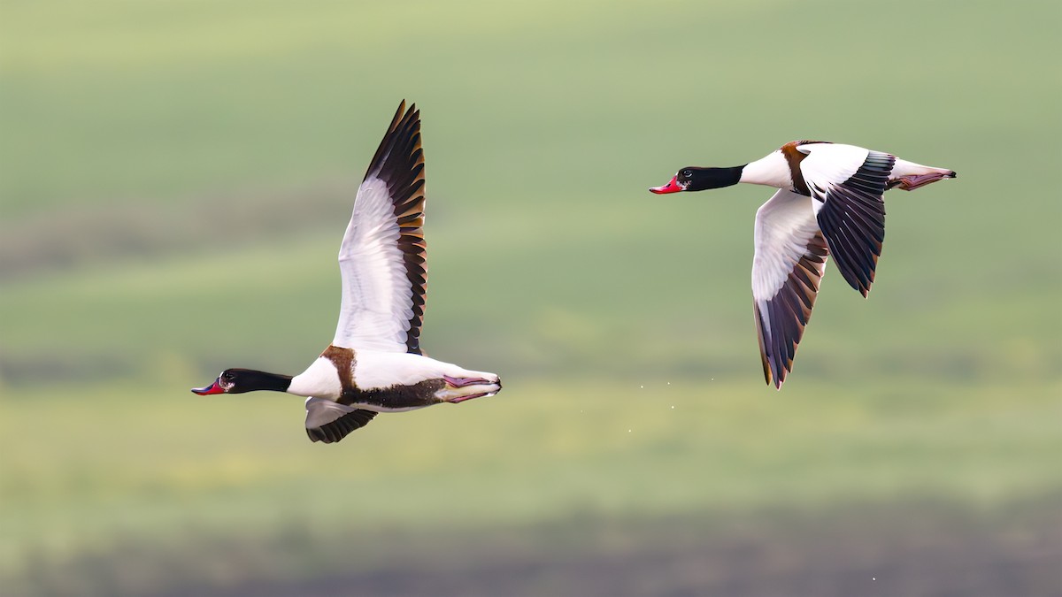 Common Shelduck - SONER SABIRLI
