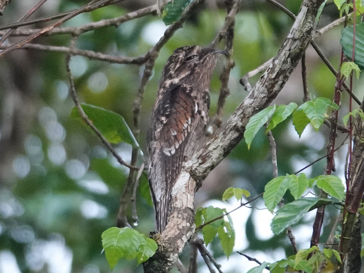 Common Potoo - Barry Reed