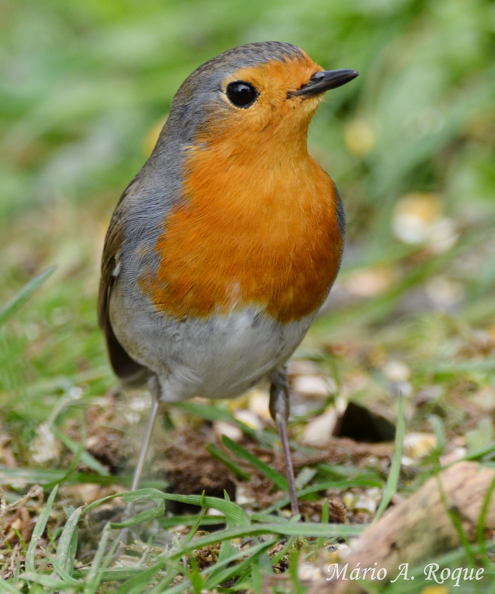 European Robin - Mário Roque