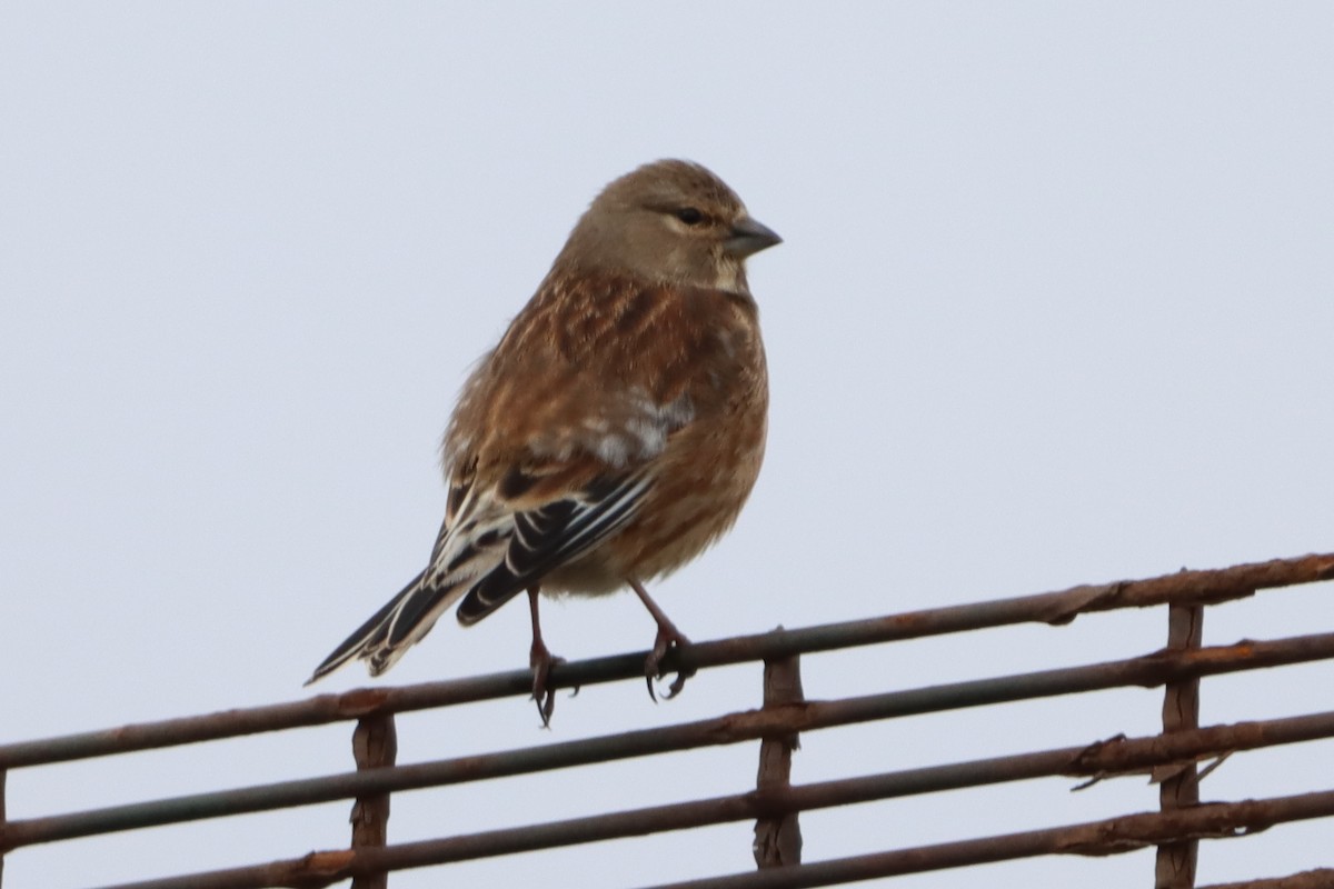 Eurasian Linnet - David Morrison