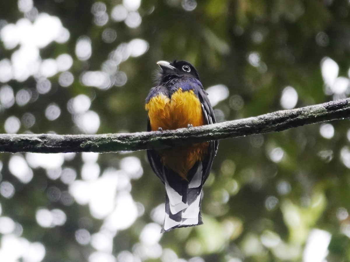 Green-backed Trogon - ML617661657