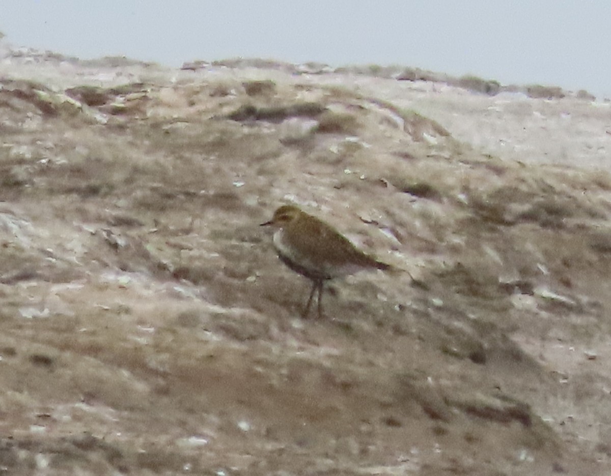 Pacific Golden-Plover - Paul Lehman