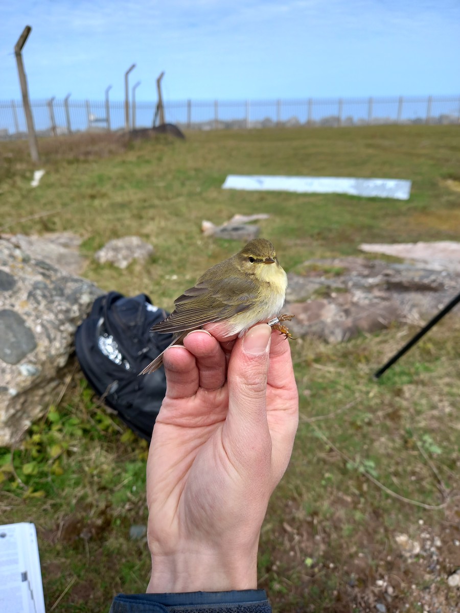 Willow Warbler - Gavin Thomas