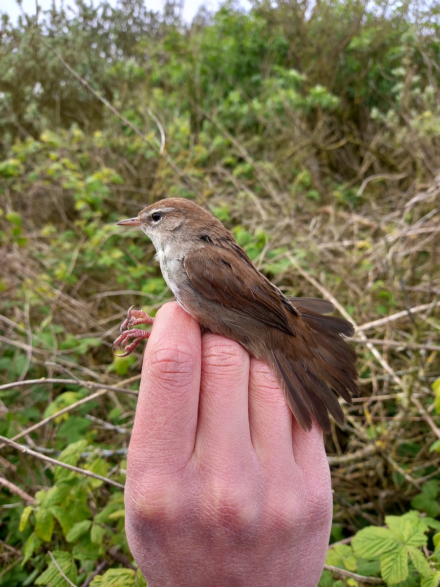 Cetti's Warbler - Gavin Thomas