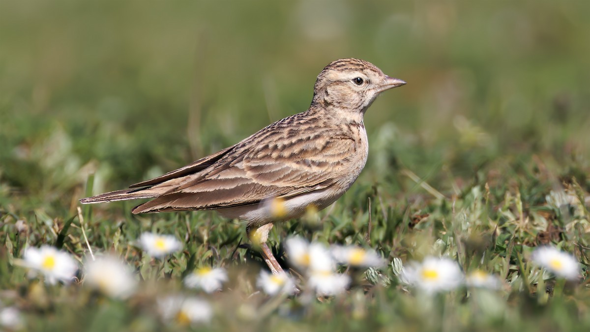 Greater Short-toed Lark - SONER SABIRLI