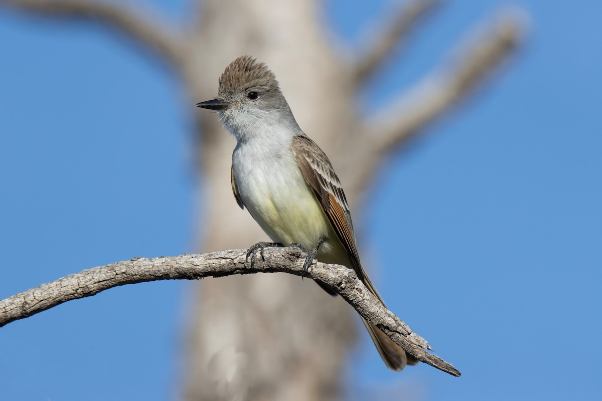 Ash-throated Flycatcher - Janet Stevens