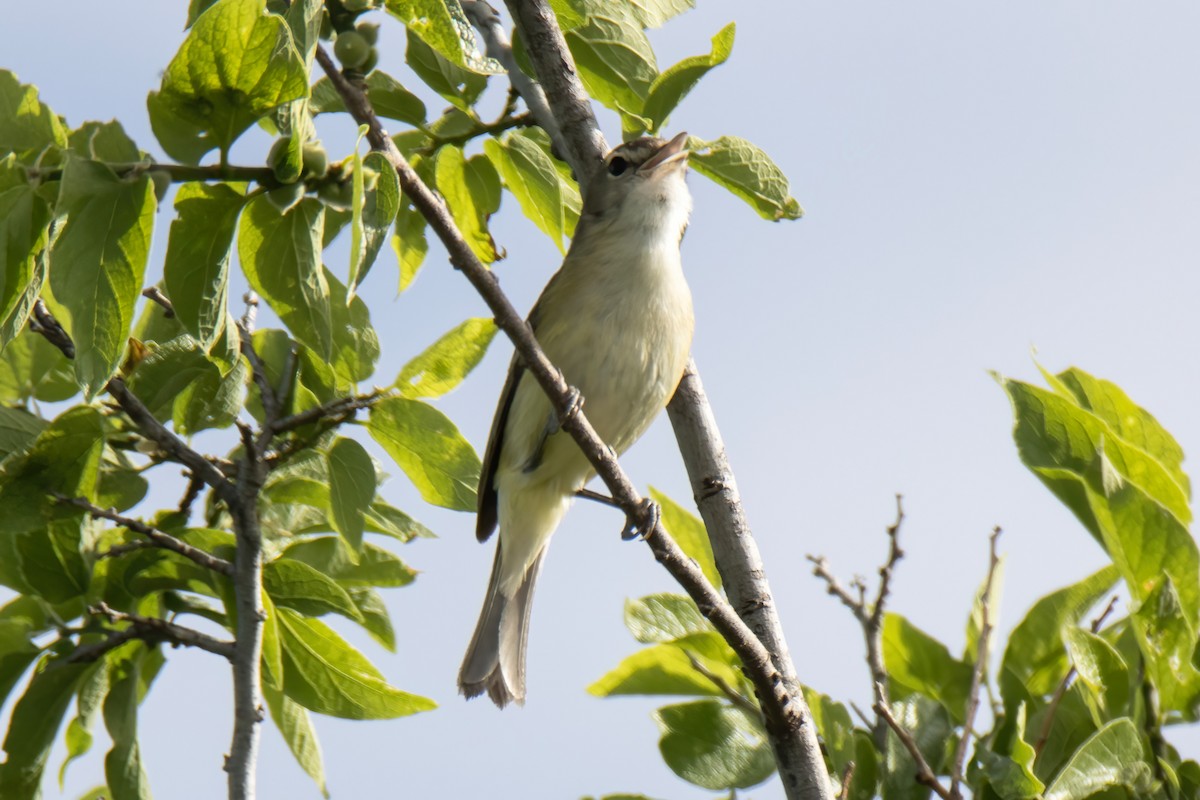 Braunaugenvireo - ML617661796