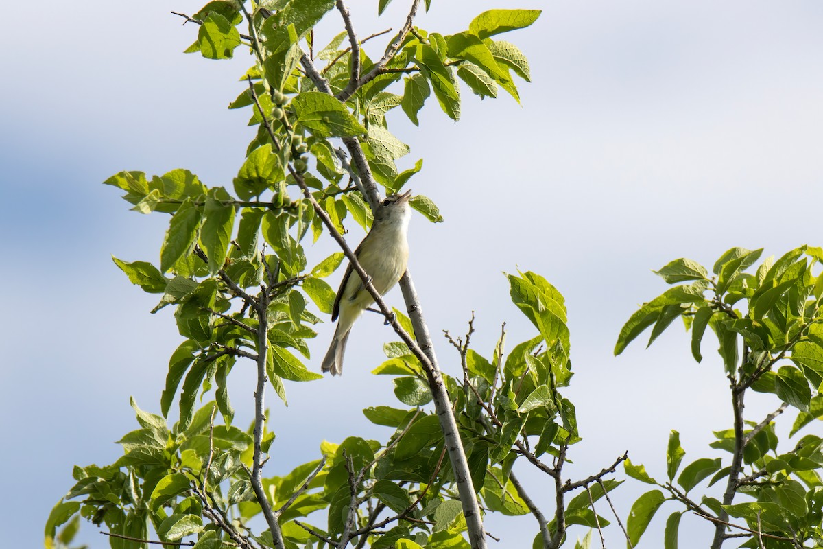 Braunaugenvireo - ML617661798