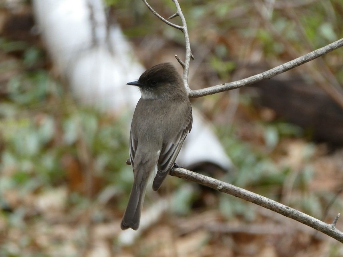 Eastern Phoebe - ML617661817