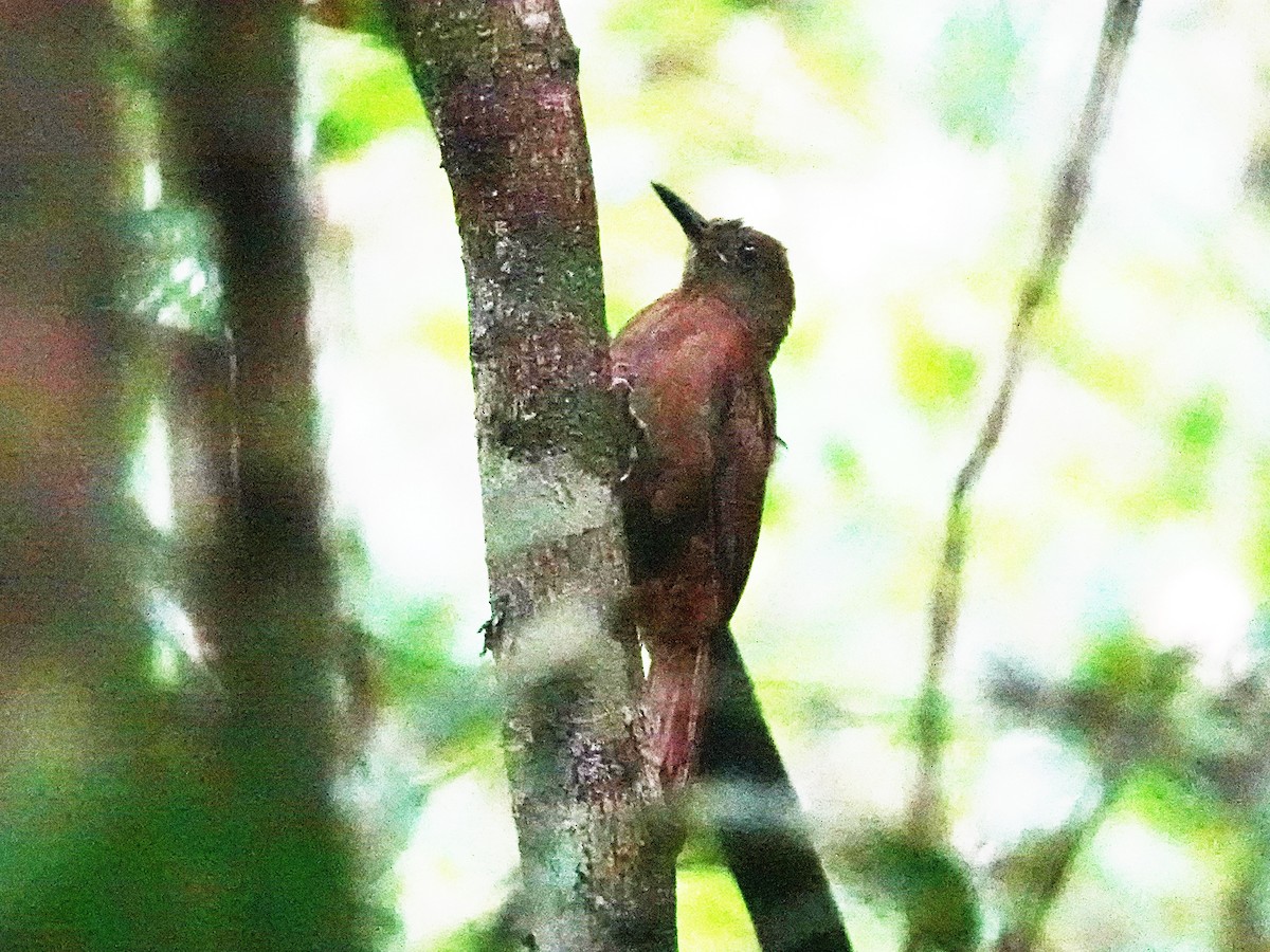 White-chinned Woodcreeper - Barry Reed