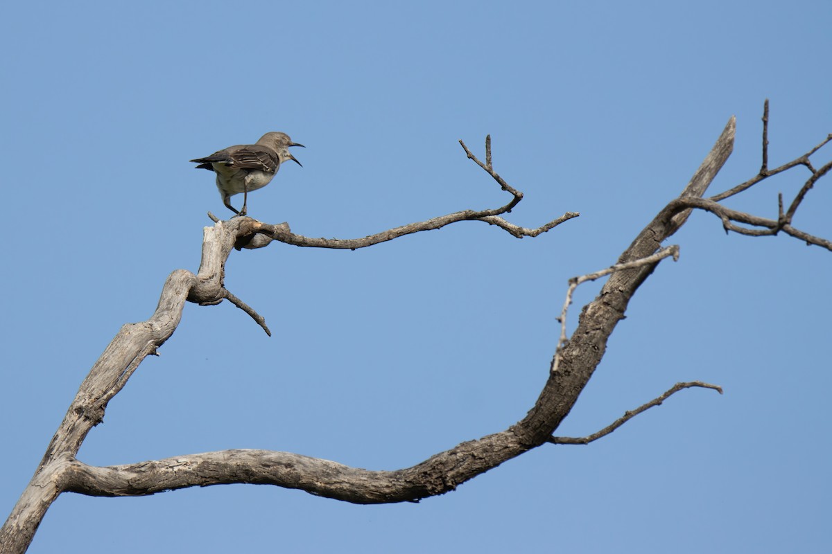 Northern Mockingbird - ML617661820