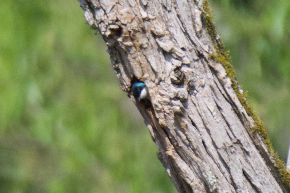 Tree Swallow - ML617661821