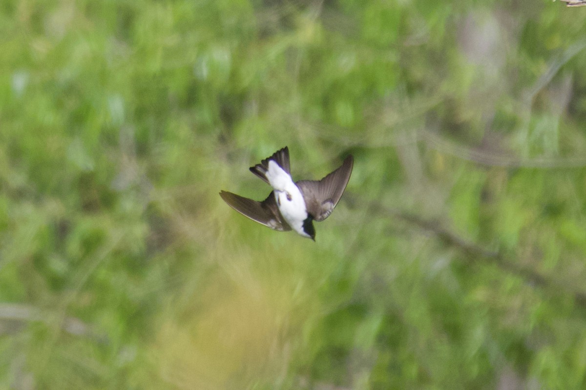 Tree Swallow - ML617661822