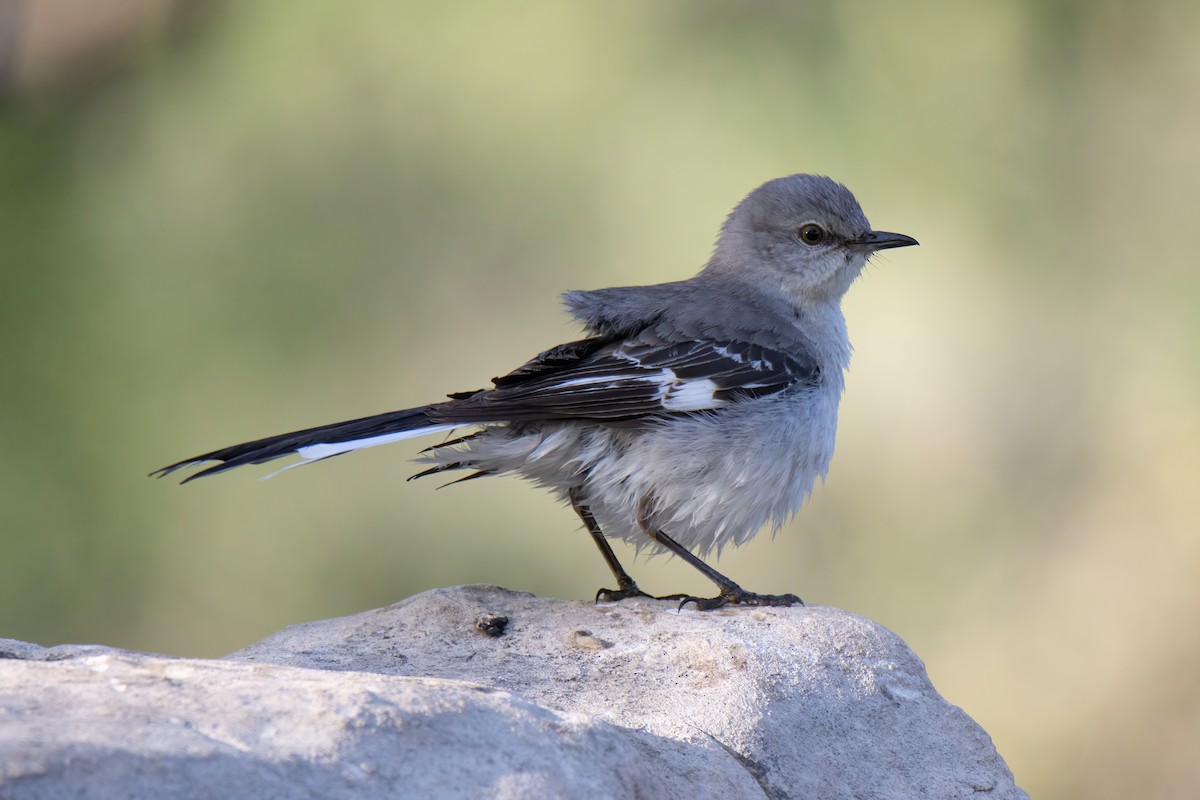 Northern Mockingbird - ML617661828