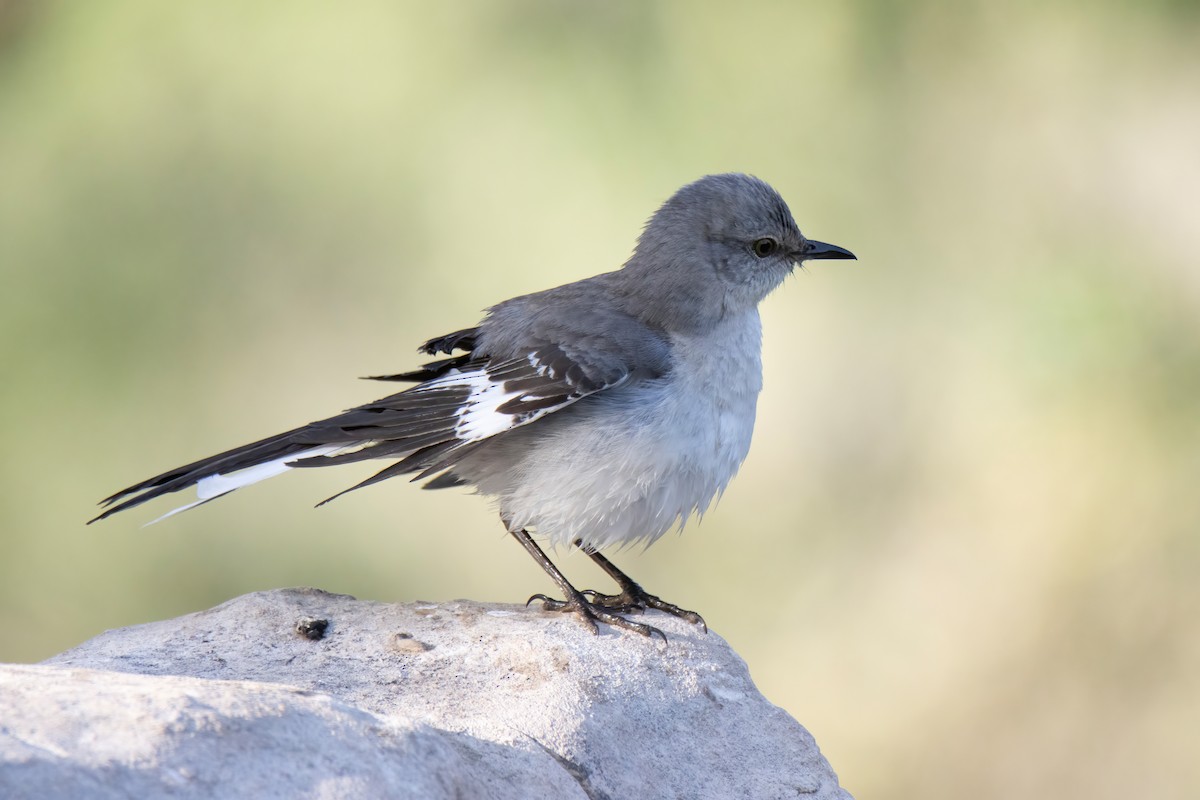 Northern Mockingbird - ML617661830