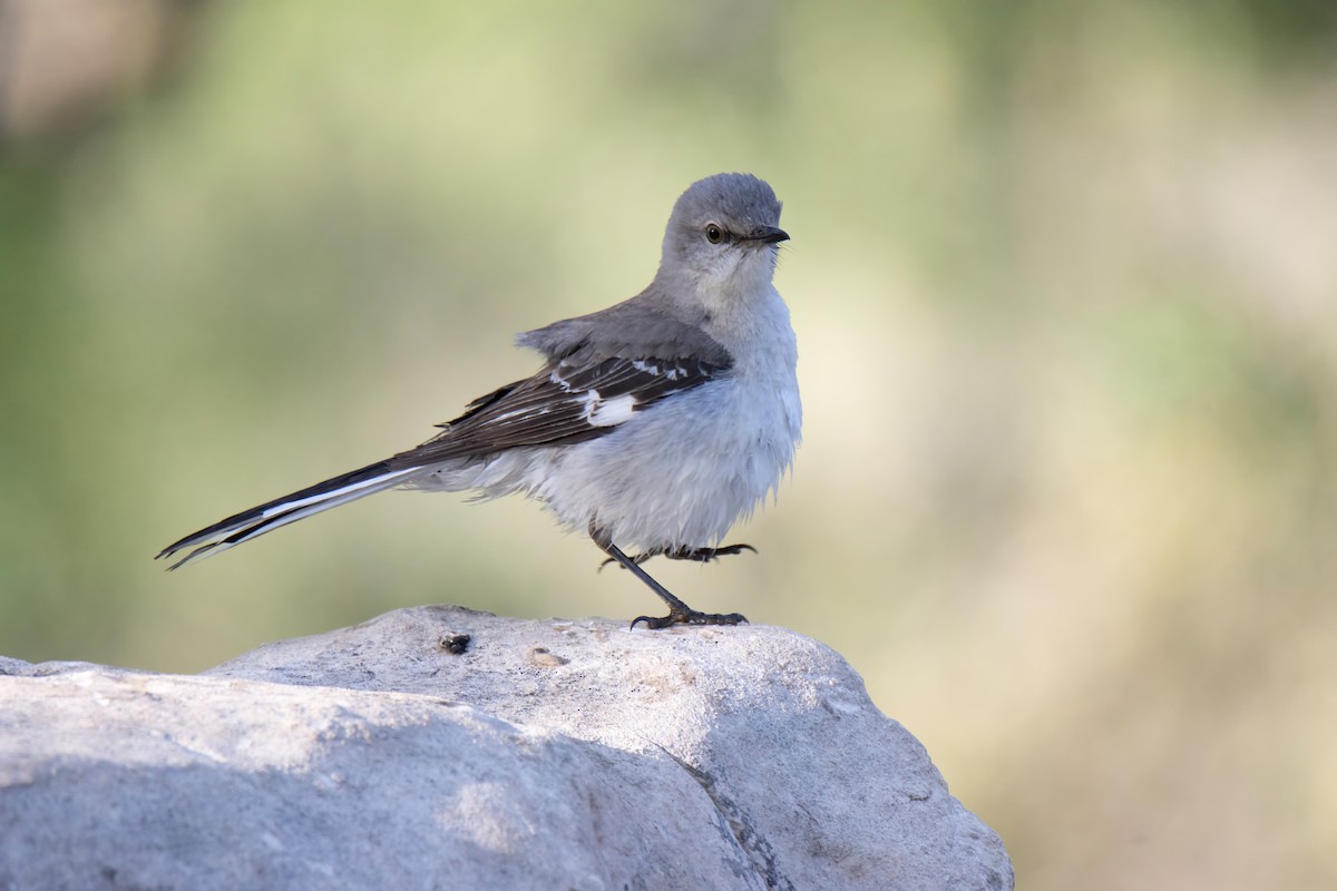 Northern Mockingbird - ML617661831