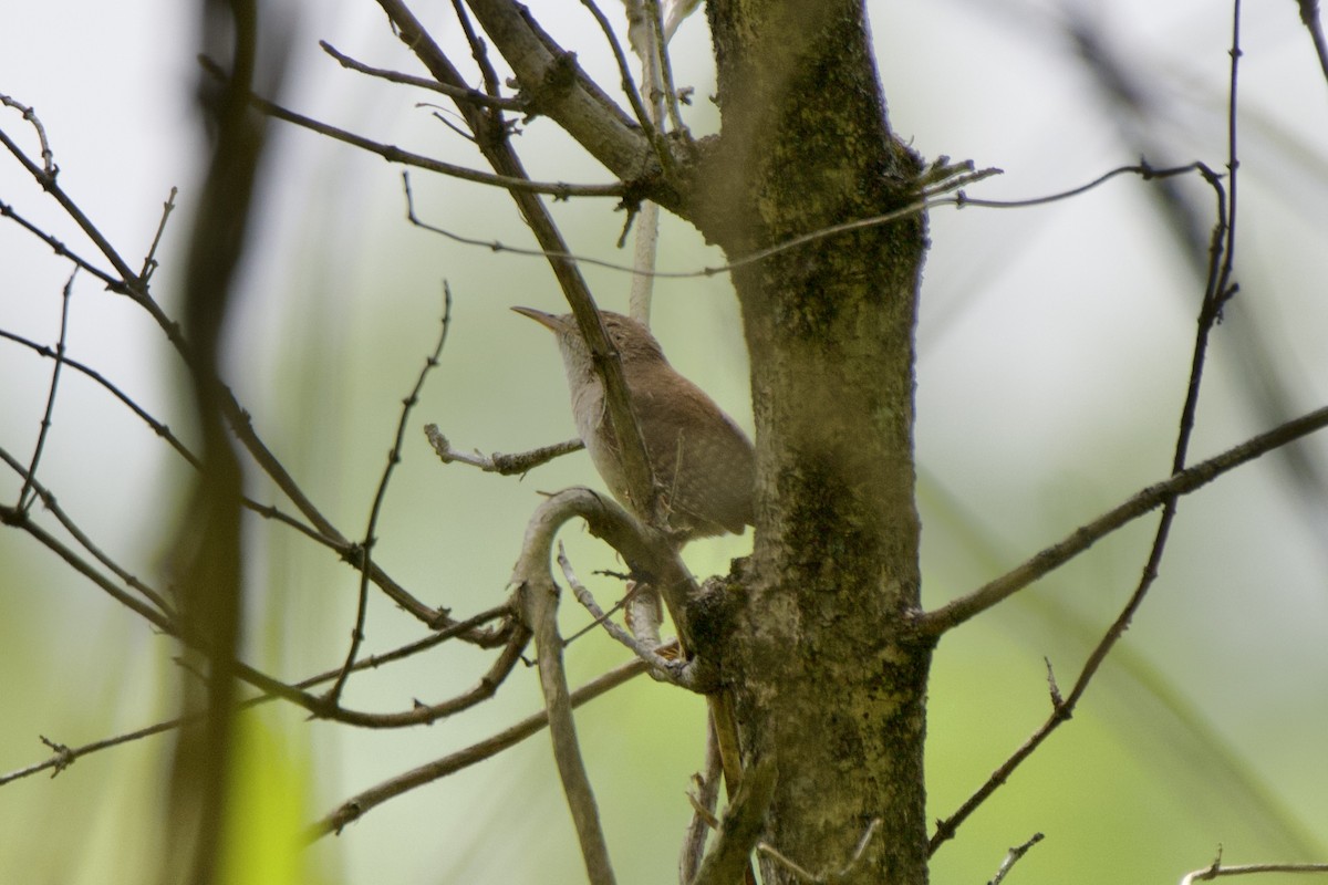 Northern House Wren - ML617661835