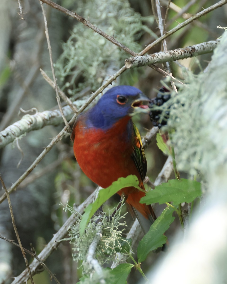 Painted Bunting - Amy Ondrus