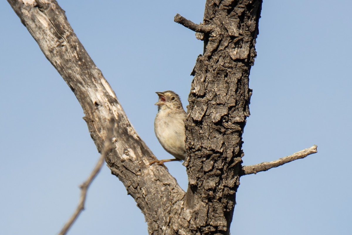 Cassin's Sparrow - Janet Stevens