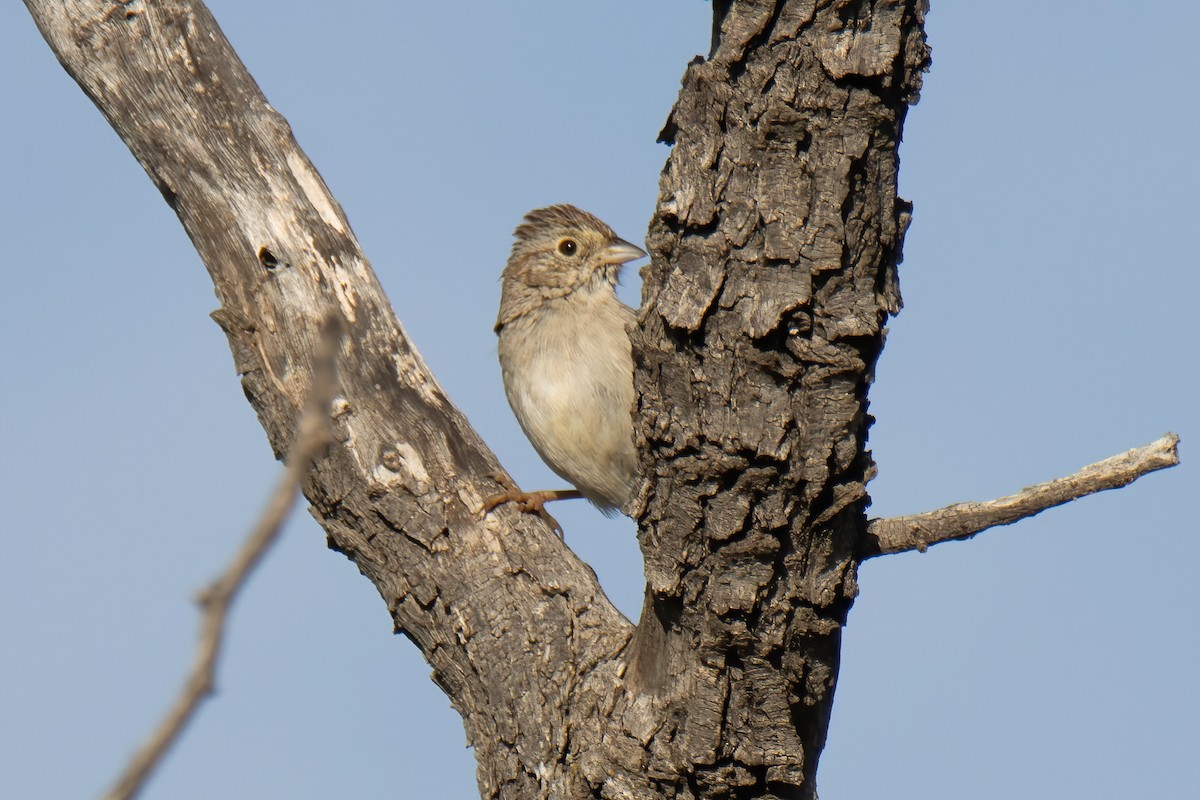 Cassin's Sparrow - ML617661845