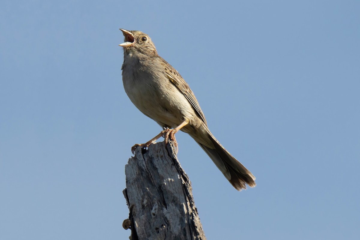 Cassin's Sparrow - ML617661846