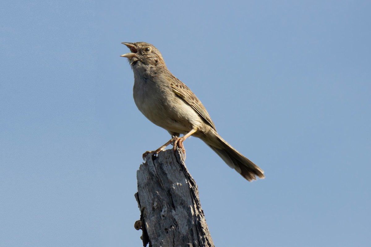 Cassin's Sparrow - Janet Stevens