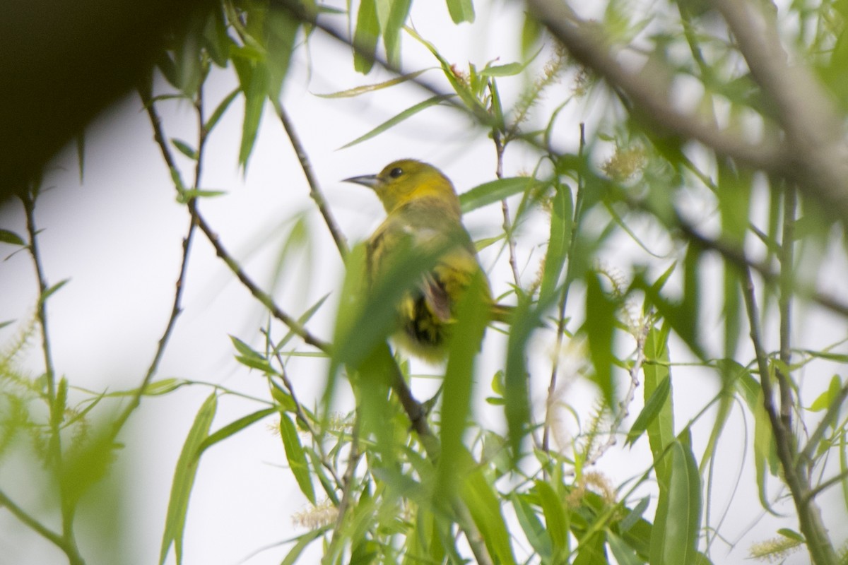 Orchard Oriole - ML617661849