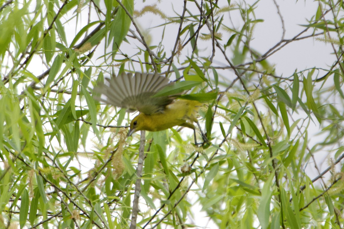 Orchard Oriole - ML617661850