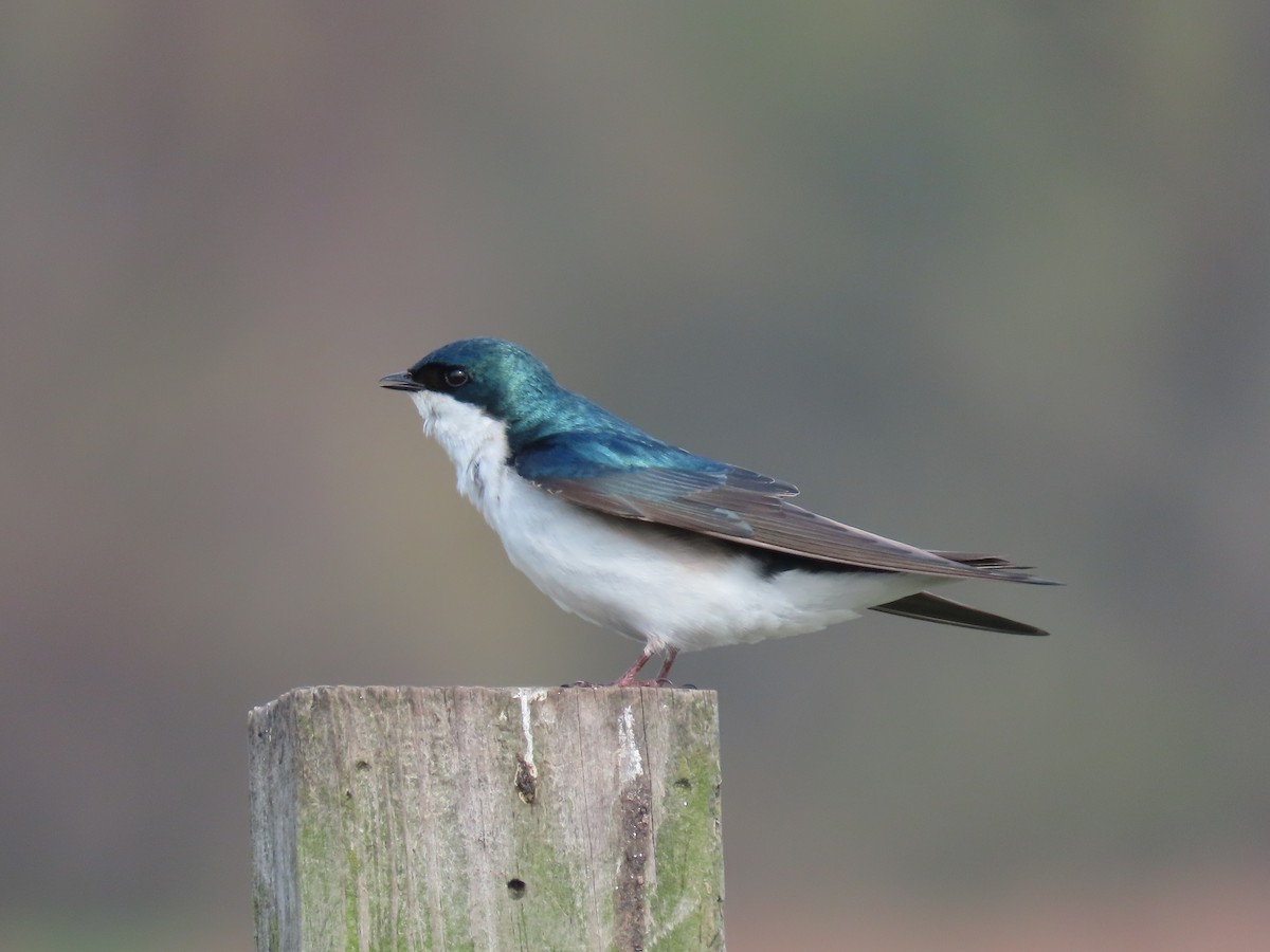 Tree Swallow - allison orsi