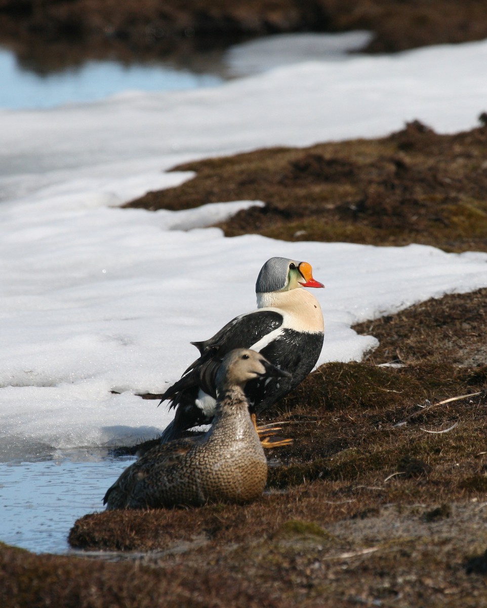 Eider à tête grise - ML617661890