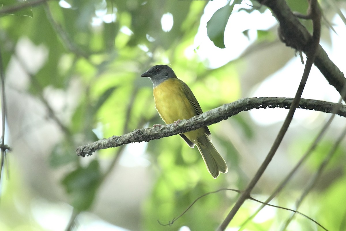 Gray-headed Tanager - ML617661953