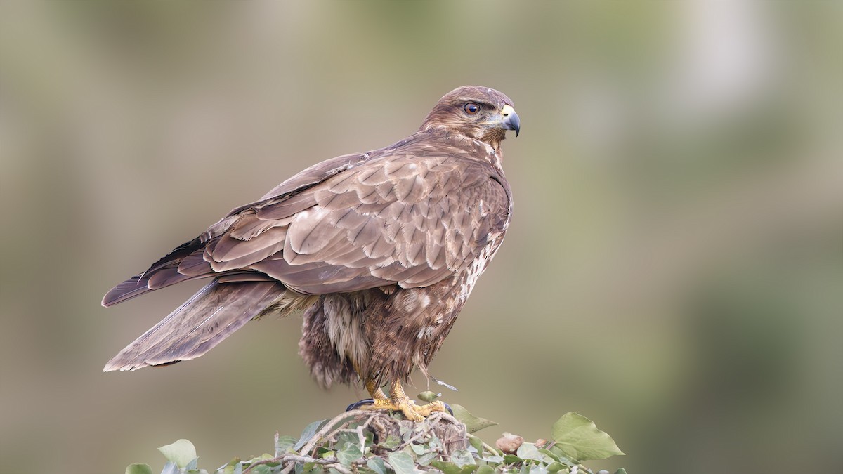 Common Buzzard - ML617661967