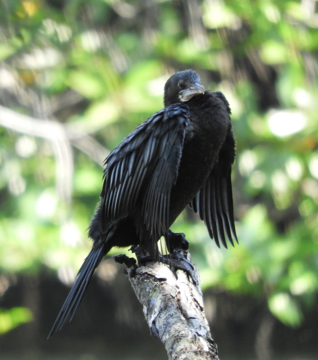 Little Cormorant - ML617661977