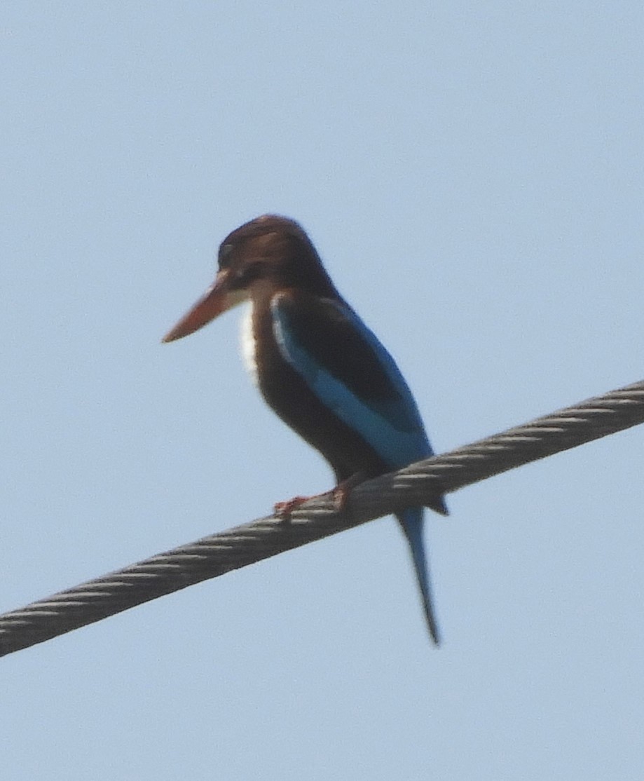 White-throated Kingfisher - ML617661987