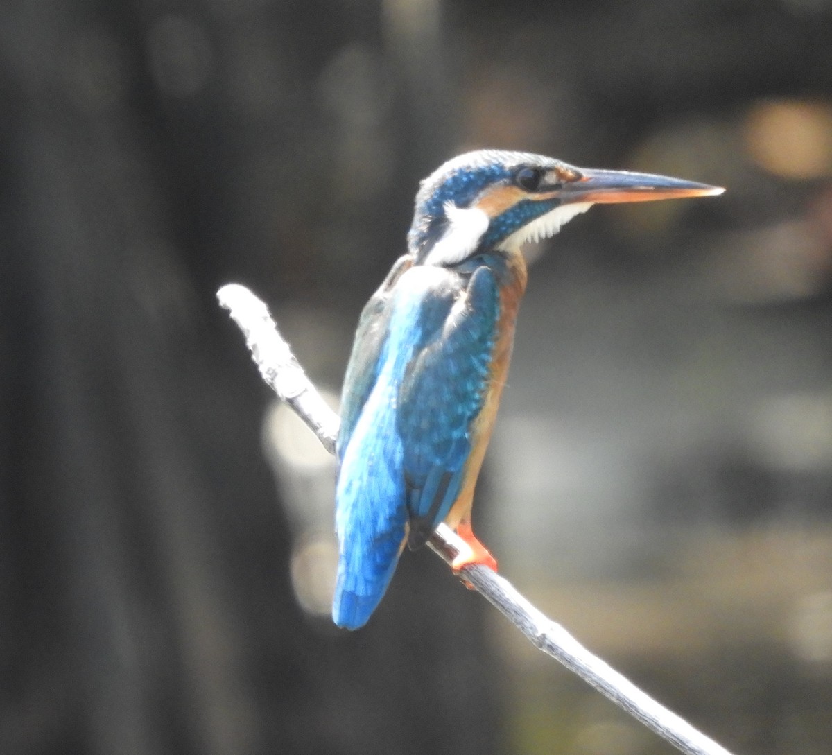 Common Kingfisher - ML617661989